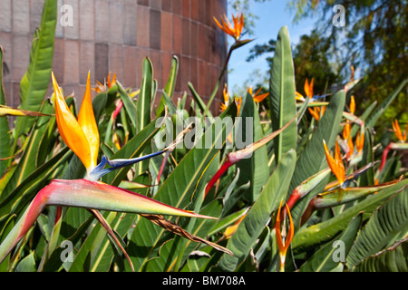 Paradiesvogelblume Strelitzia Reginae im Norton Simon Museum in Pasadena, Kalifornien Stockfoto
