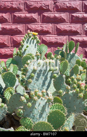 Ein Wüste Kaktusgarten blüht neben der roten Schulhaus in Three Rivers, New Mexico. Stockfoto