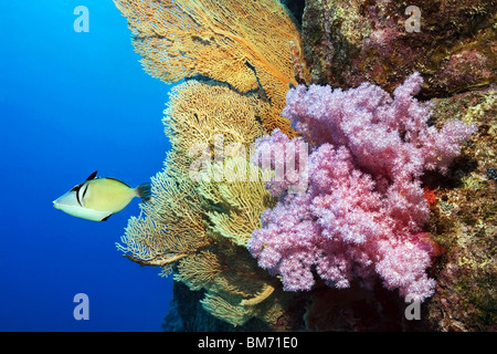 Drückerfische schwimmen in der Nähe von Gorgonien und rosa Weichkorallen Stockfoto