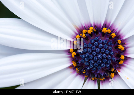 Eine Nahaufnahme der schöne weiße Blume mit lila-center Stockfoto