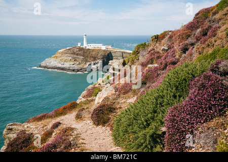 Klippen mit blühenden Heidekraut und South Stack Leuchtturm an der Küste im Sommer. Heilige Insel ISLE OF ANGLESEY Wales England Großbritannien Stockfoto