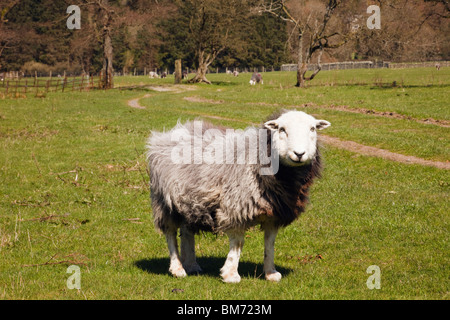 Seenplatte, Cumbria, England, Großbritannien. Herdwick Schafe in einem Feld. Eine robuste Rasse, die ursprünglich aus Cumbria Fells Stockfoto