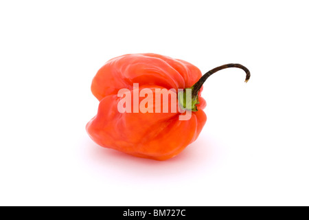 rote Scotch Bonnet Chili über weiß Stockfoto