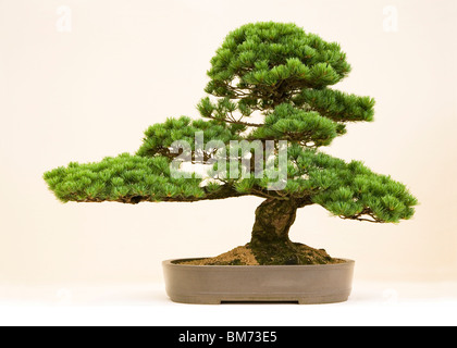 Bonsai-Baum auf dem Display gegen weiß im Tontopf mit interessanten Form im Studio, grüne Blätter, japanische hobby Stockfoto