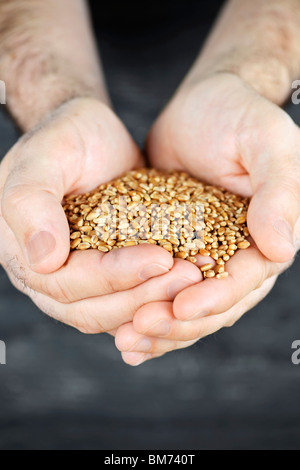 Männliche schalenförmige Hände halten Vollkorn Korn-Kerne Stockfoto