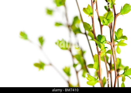 Zweige mit jungen grünen Frühling lässt angehende isoliert auf weiss Stockfoto