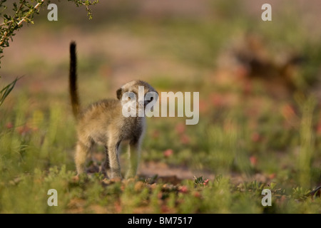 Erdmännchen-baby Stockfoto