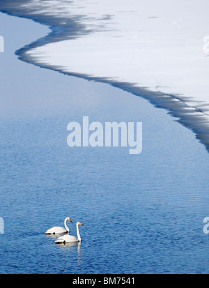 Whooper Schwäne (Cygnus Cygnus) paar im zeitigen Frühjahr in einem Patch des Oberflächenwassers, Finnland Stockfoto