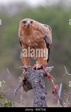 Tawny Adler (Aquila Rapax) mit ein behelmter Perlhühner als Beute (Numida Meleagris). Stockfoto