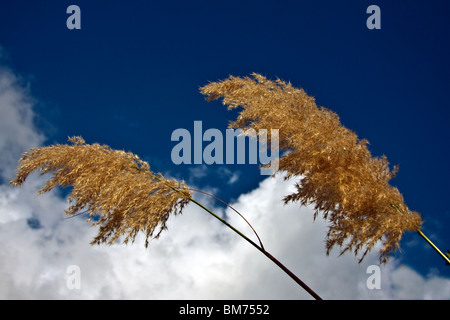 Goldene Pampasgras (Cortaderia Selloana) vor einem blauen Himmel Stockfoto