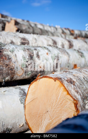 Das gelbliche gesägte Ende der Birke (Betula) zu protokollieren, in einem Haufen Stockfoto