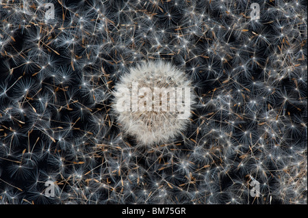 Löwenzahn Samen Köpfe Muster auf schwarzem Hintergrund Stockfoto