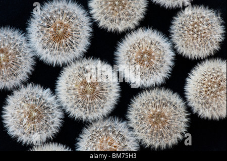 Löwenzahn Samen Köpfe Muster auf schwarzem Hintergrund Stockfoto