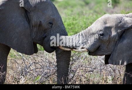 Namibia, Owamboland, Elefanten (Loxodonta Africana) im Etosha National Park Stockfoto