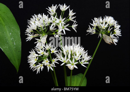 Wilder Knoblauch Bärlauch Allium Ursinum auch bekannt als Stoffen, breitblättrigen Knoblauch, Holz Knoblauch, Sremuš oder Bärlauch Stockfoto