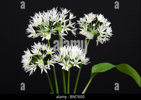 Wilder Knoblauch Bärlauch Allium Ursinum auch bekannt als Stoffen, breitblättrigen Knoblauch, Holz Knoblauch, Sremuš oder Bärlauch Stockfoto