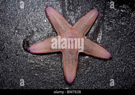 Sand Sterne Seestern (Astropecten Irregularis) Bewegung über Sand nach dem Austritt als die Flut in UK kam Stockfoto