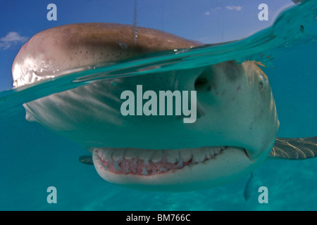 Zitrone Hai Negaprion Brevirostris Bahamas British West Indies Stockfoto