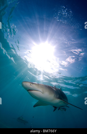 Zitrone Sonnenschein Hai Negaprion Brevirostris Bahamas British West Indies Stockfoto