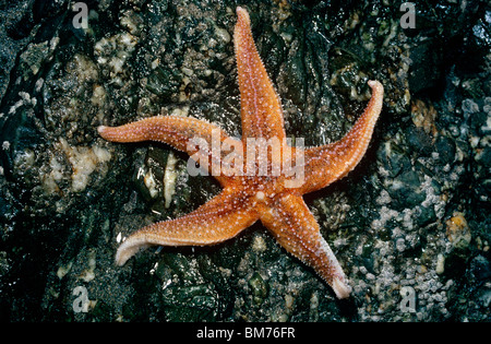 Gemeinsamen Seestern (Asterias Rubens) bei Ebbe am unteren Ufer UK freigelegt Stockfoto