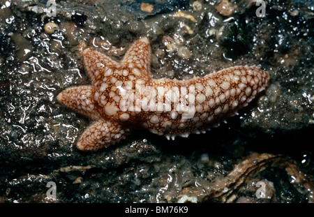 Gemeinsamen Seestern (Asterias Rubens) zeigt Regeneration von vier seiner fünf Arme UK Stockfoto