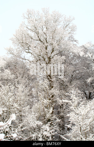 Schneebedeckte Bäume nach einem Schneefall in Tinker Woods, Downley, High Wycombe, Buckinghamshire, Großbritannien Stockfoto