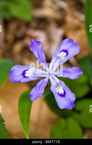 Die Crested Zwergiris (Iris Cristata) ist eine Wildblume in der Iris-Familie blühen im Frühjahr im reiche Wälder.  Es ist ca. 4-6' groß und blass Lavendel Blüten hat. Stockfoto