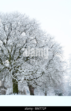 Schneebedeckte Bäume nach einem Schneefall in Tinker Woods, Downley, High Wycombe, Buckinghamshire, Großbritannien Stockfoto