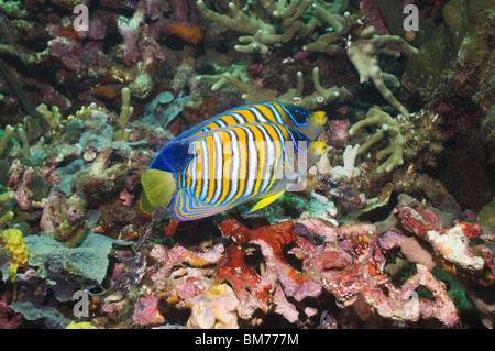 Regal-Kaiserfisch (Pygoplites Diacanthus) paar über Korallenriff schwimmen. Salomon-Inseln. Stockfoto