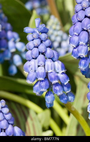 Leuchtend blaue Blüten von Muscari Armeniacum, Grape Hyacinth, im Frühjahr Stockfoto