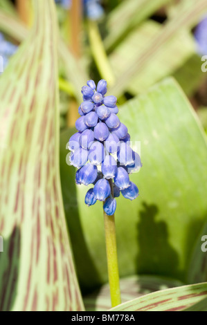 Helle blaue Blume der Muscari Armeniacum, Grape Hyacinth, im Frühjahr Stockfoto