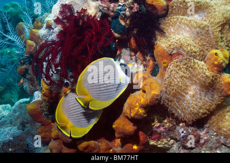 Panda Butterflyfish (Chaetodontidae Adiergastos) paar mit Schwamm und Featherstars. Bali, Indonesien. Stockfoto