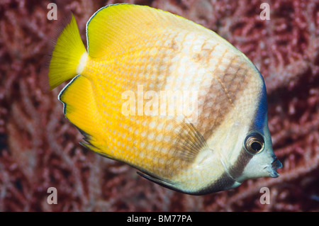 Kleins Butterflyfish (Chaetodontidae Kleinii) mit Gorgonien. Misool, Raja Empat, West Papua, Indonesien. Stockfoto