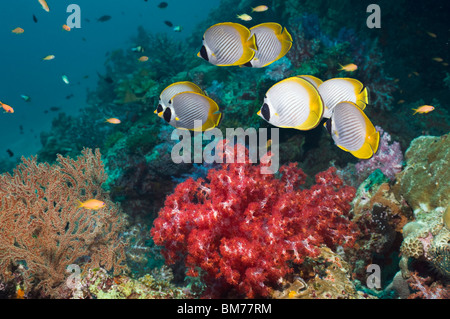 Panda Butterflyfish (Chaetodontidae Adiergastos) über Korallenriff mit Weichkorallen. Andamanensee, Thailand. Stockfoto