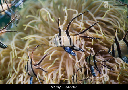 Banggai Kardinalbarschen (Pterapogon Kauderni) mit Anemone.  Lembeh Strait, Nord-Sulawesi, Indonesien. Stockfoto