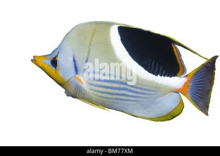 Gesattelte Butterflyfish (Chaetodontidae Ephippium). Misool, Raja Ampat, West Papua, Indonesien. Stockfoto