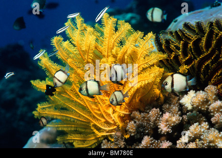 Netzartige Dascyllus (Dascyllus Reticulatus) mit Crinoid. Bunaken NP, Sulawesi, Indonesien. Stockfoto