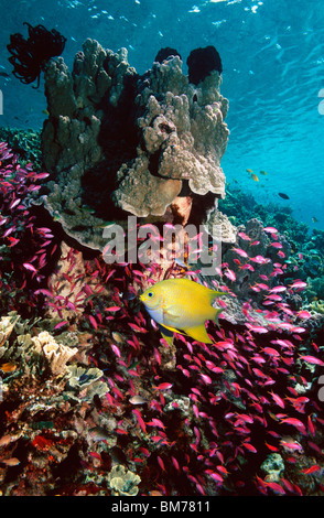 Goldener Riffbarsch und Yellowstriped Anthias über Korallenriff.  Indonesien. Stockfoto