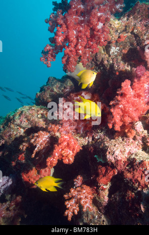 Goldene Jungfrauen (Amblyglyphidodon Aureus) mit Weichkorallen. Andamanensee, Thailand. Stockfoto