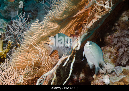 White-Bauch Maid (Amblyglyphidodon Leucogaster) paar laichen auf Gorgonie.  Ägypten, Rotes Meer. Stockfoto