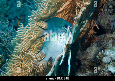 White-Bauch Maid (Amblyglyphidodon Leucogaster) paar laichen auf Gorgonie.  Ägypten, Rotes Meer. Stockfoto