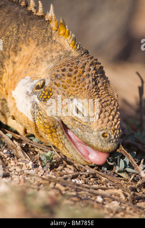 Leguan (Conolophus Subcristatus) ernähren sich von Gräsern und Pflanzen auf North Seymour Island Galapagosinseln Ecuador zu landen. Stockfoto