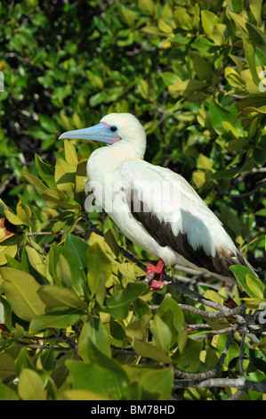 Red Footed Booby Schlafplatz im Baum, Galapagos Stockfoto