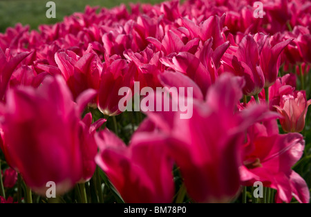 Blühende, tiefe satinierte Rose Mariette Tulpen Anbau in Holland Michigan niedriger Winkel Vorahnung verschwommen niemand in den USA horizontale Hi-res in den USA Stockfoto