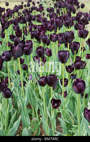 Tulip Time Festival Dutch Holland Michigan MI in den USA USA blühende schwarze lila Königin der Nacht Tulpen in einem blühenden Niemand vertikale Hi-res Stockfoto