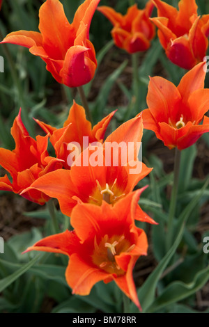 Tulip Time Festival Dutch Holland Michigan orange Marjolein Tulpen in Holland Michigan oben von oben in den USA vertikale Hochauflösung Stockfoto