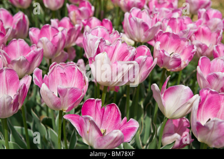 Tulpenzeit Festival Dutch Holland Michigan MI Veldheer Tulpengärten Apricot Beauty blühende Tulpen im öffentlichen Garten horizontal in den USA Hi-res Stockfoto