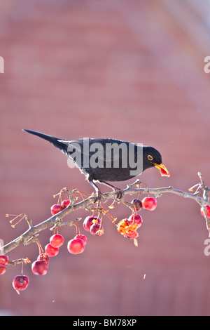 Männliche Amsel 'Turdus Merula"Fütterung auf Crab Apple Tree, England, UK Stockfoto