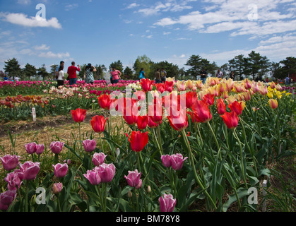 Tulip Time Festival Dutch Holland Michigan in den USA Eine Gruppe von Menschen, die während der Handelszeit in einem blühenden Gartenpublikum bunte Tulpen bewundern Stockfoto