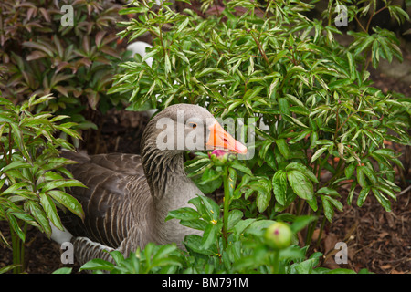 Graugans, die zwischen den Blumen sitzt, von oben aufgenommen, Bilder, Fotos, Verkauf auf Alamy horizontal in USA US hochauflösend Stockfoto